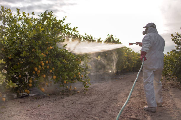Wasp Removal Services in Jasper, IN