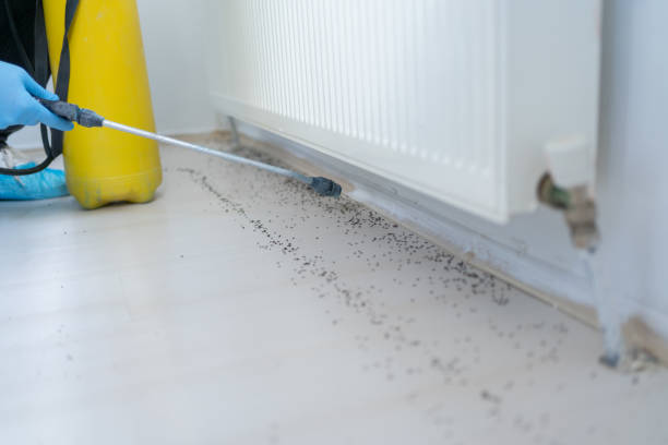 Best Wasp Removal Services  in Jasper, IN